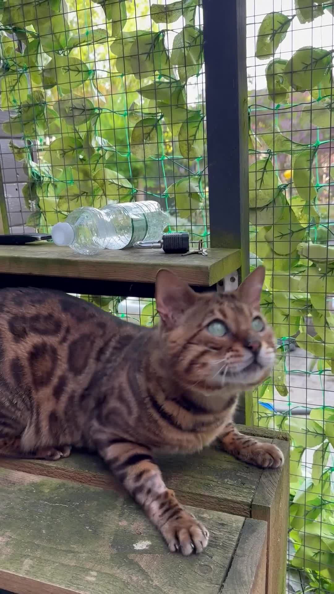 Bengal cats for sale: He has a new home now  in Andover - Video 1