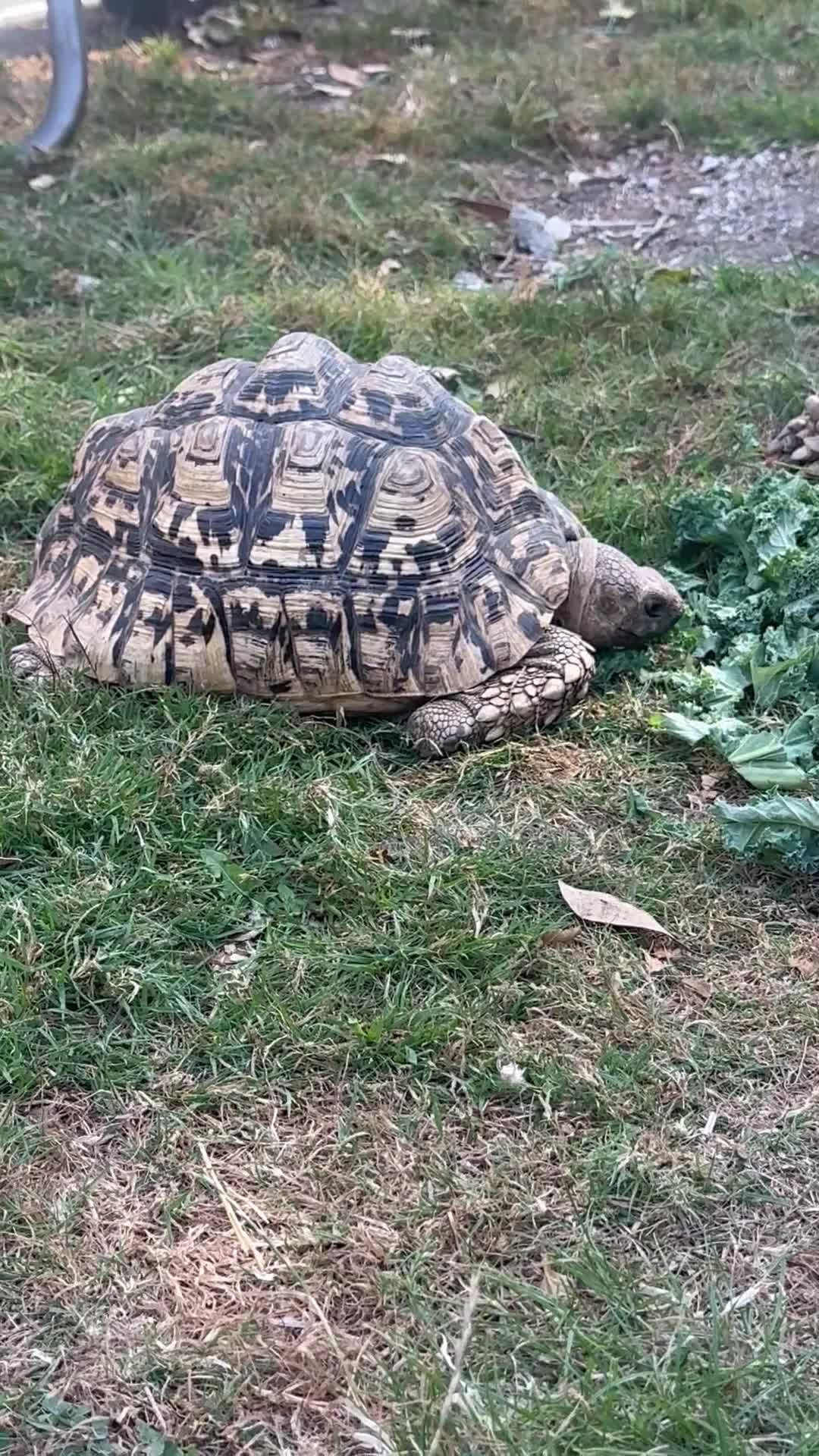 Tortoise reptiles for sale: Jeffrey and Dahma - Video 1