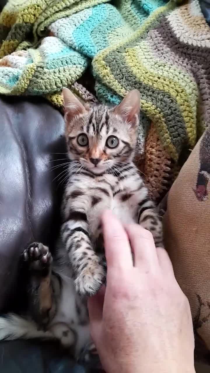 Bengal cats for sale: Ready Now last male left - Video 3