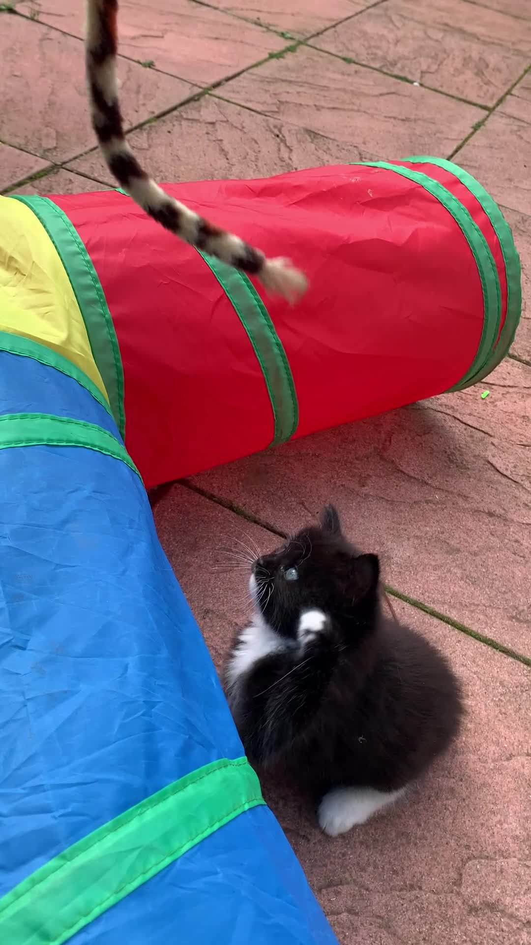 Ragdoll cats for sale: Beautiful Rag-doll cross Siberian kittens 7 weeks - Video 1