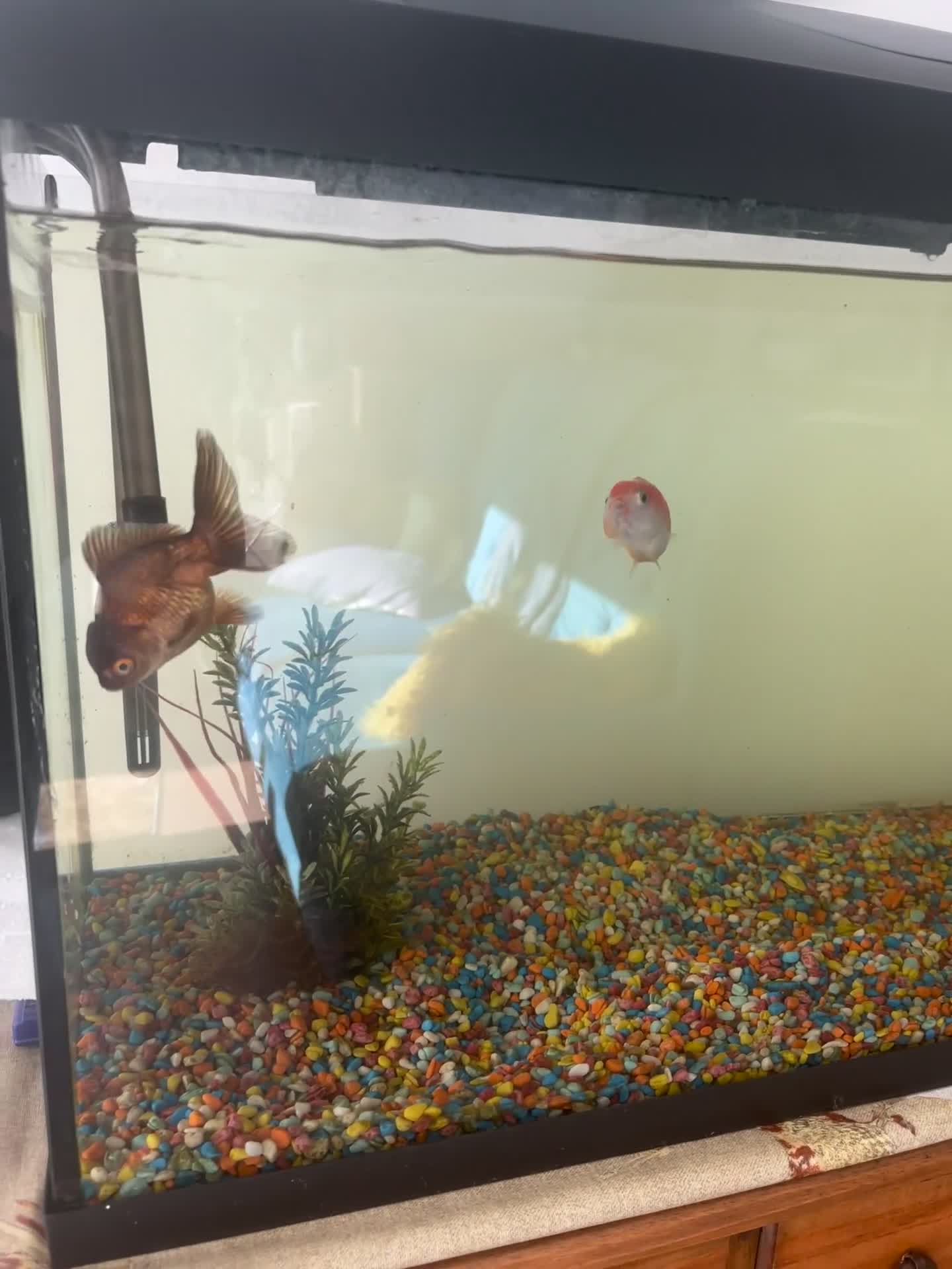 Fancy Goldfish fish for sale: Fancy Goldfish & Tank - Video 1