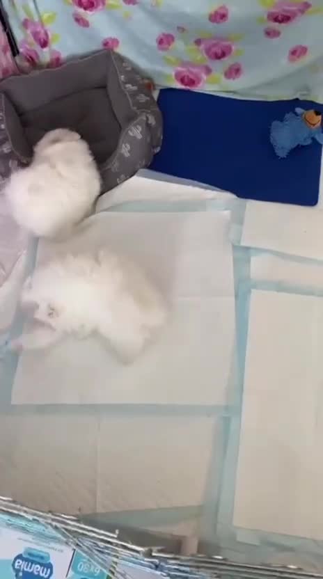 Pomeranian dogs for sale: Stunning KC Registered Pomeranians  in Hornsea - Video 1