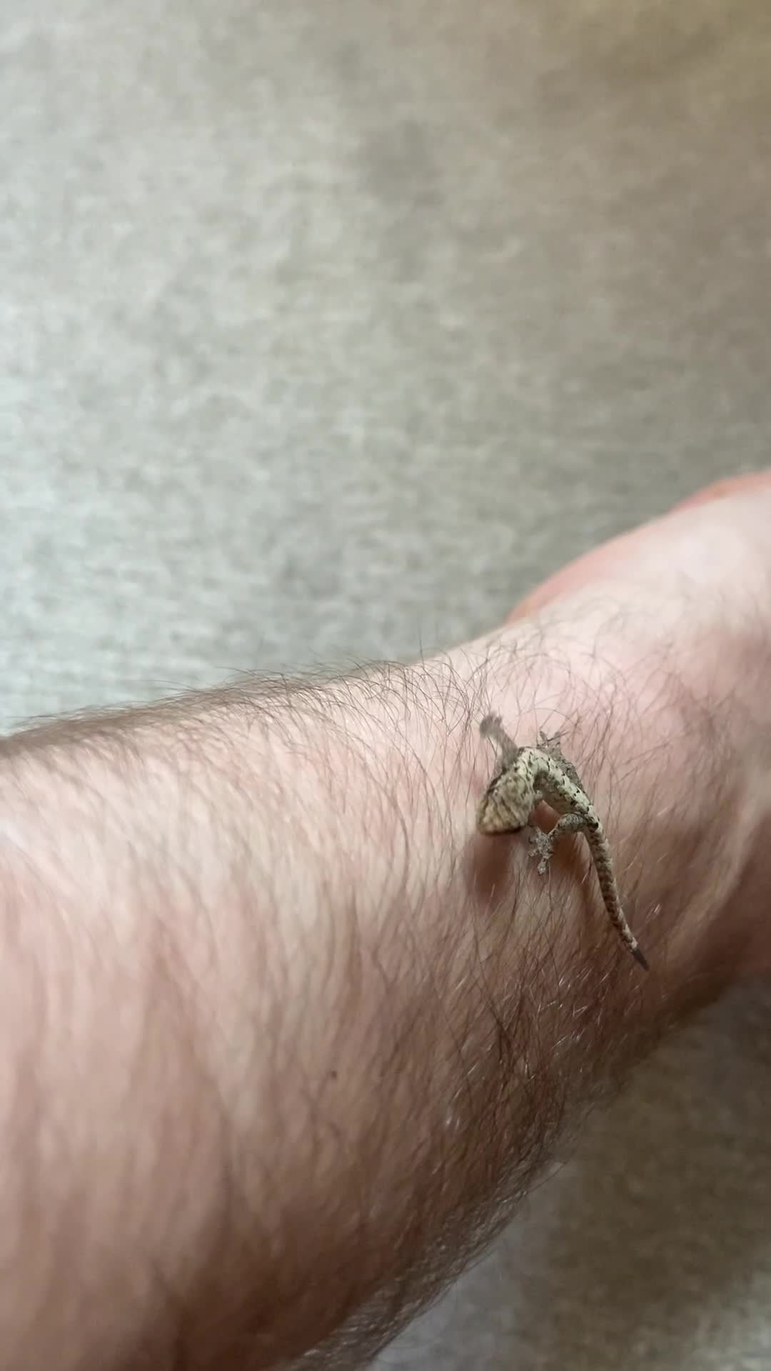 Gecko reptiles for sale: Mourning Gecko Juveniles [+ FREE PLANT CUTTING) - Video 1