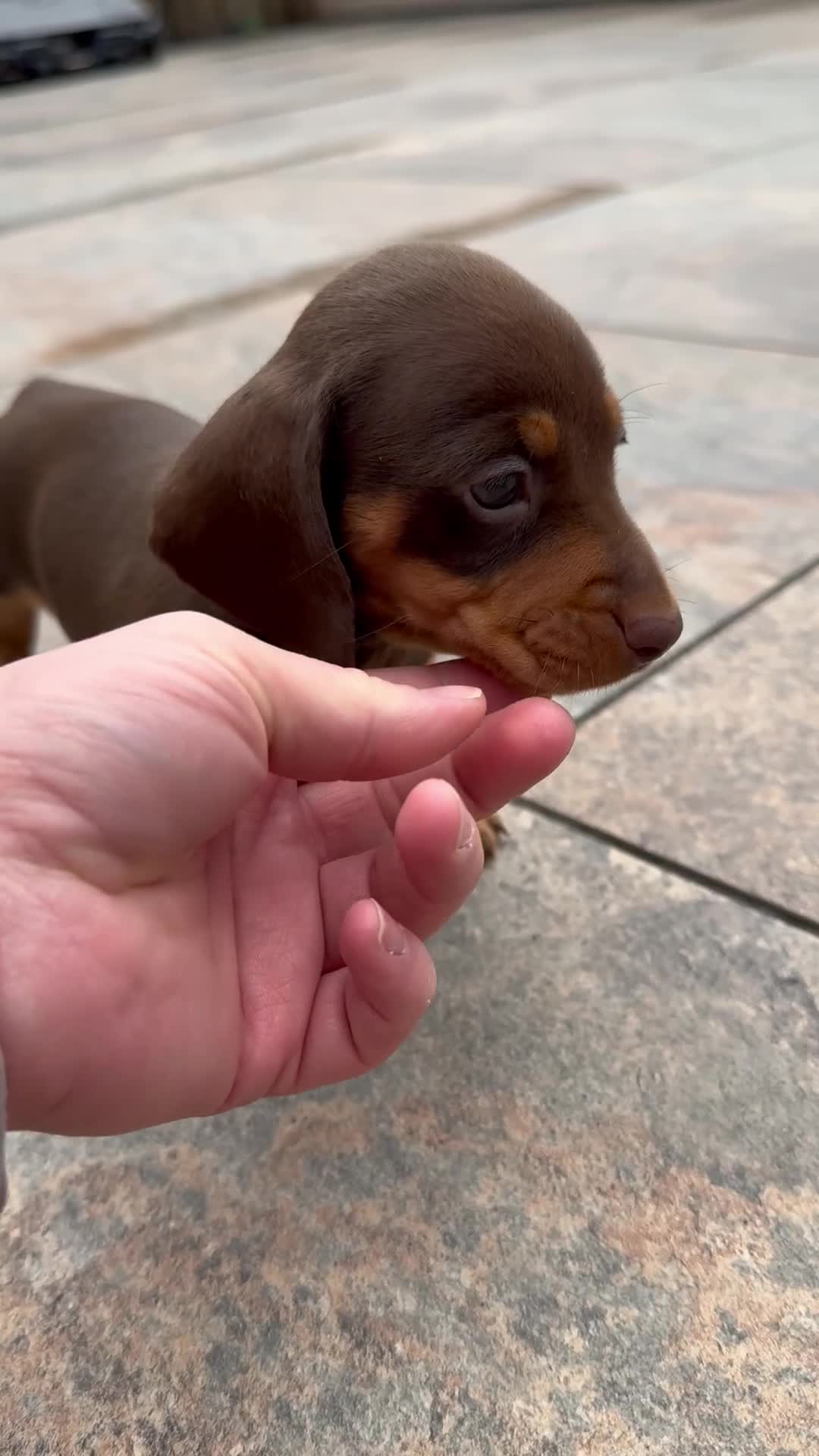 Miniature Dachshund dogs for sale: Adorable tiny puppies  - Video 1
