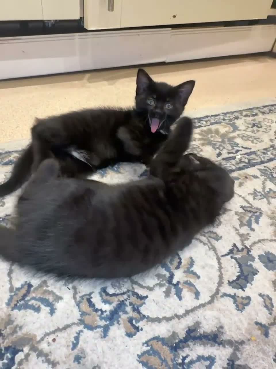 Mixed Breed cats for sale: Kittens for sale  - Video 2