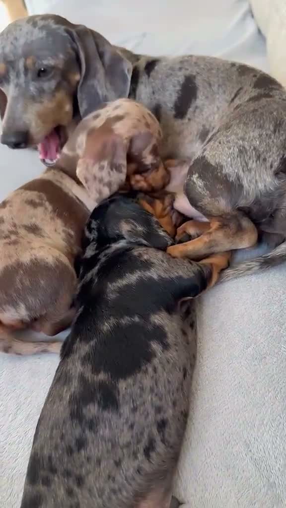 Miniature Dachshund dogs for sale: Miniature dachshunds in Ipswich - Video 3