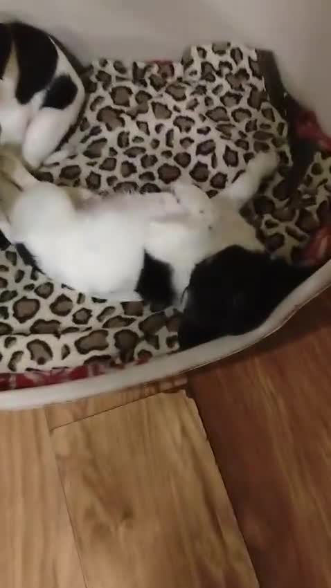 Springador dogs for sale: Beautiful springadors, 6 boys 2 girls. 2 left - Video 2