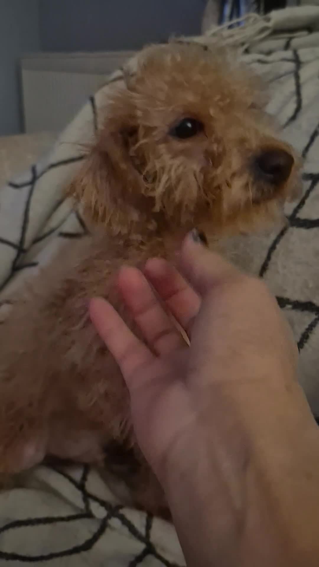 Mixed Breed dogs for sale: Westipoo  - Video 1