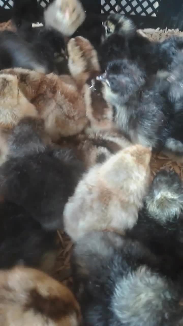 Chickens poultry for sale: Chickens for sale Daventry  - Video 1