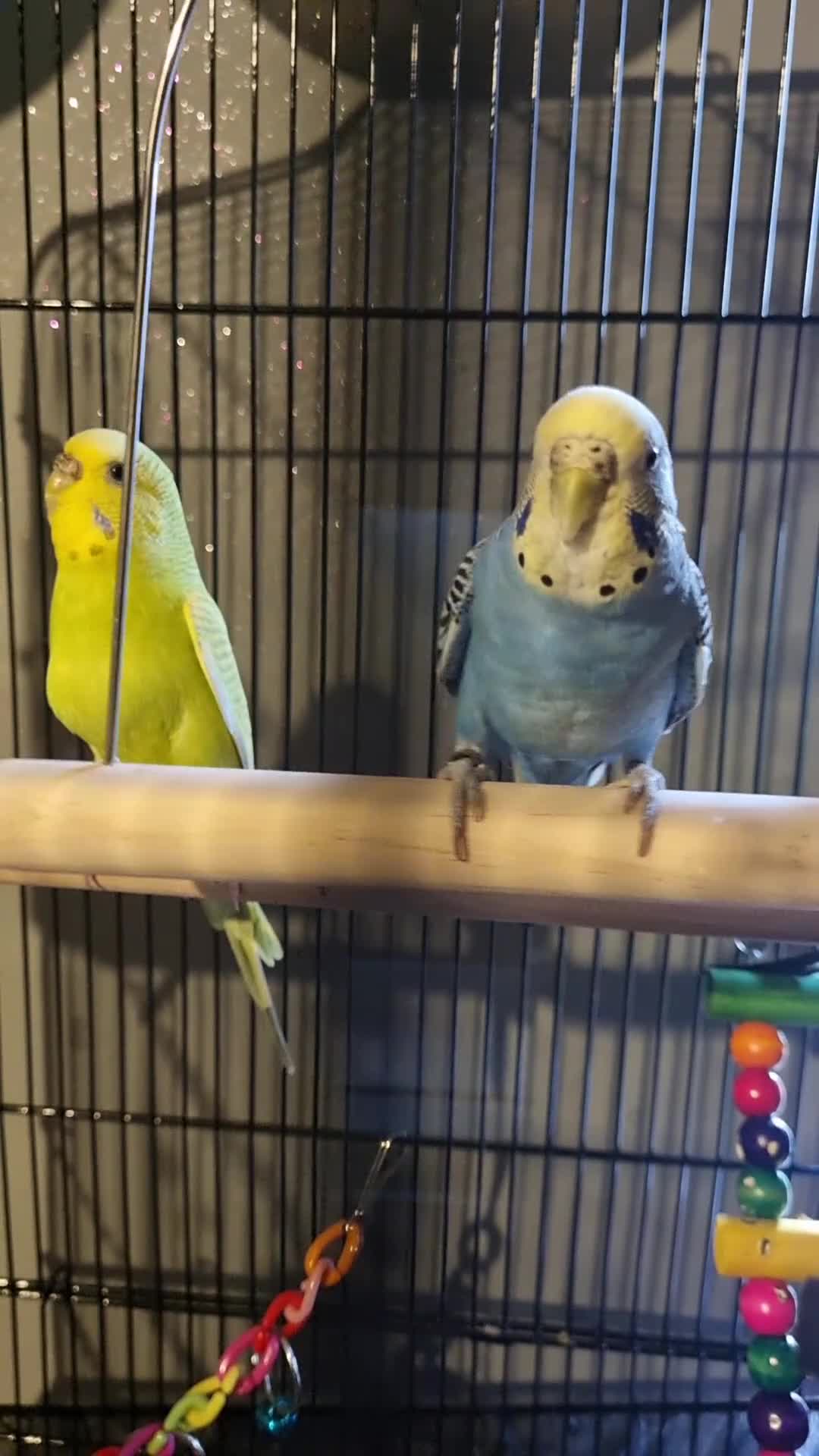 Budgerigars birds for sale: Rehoming 2 female young budgies with cage - Video 1