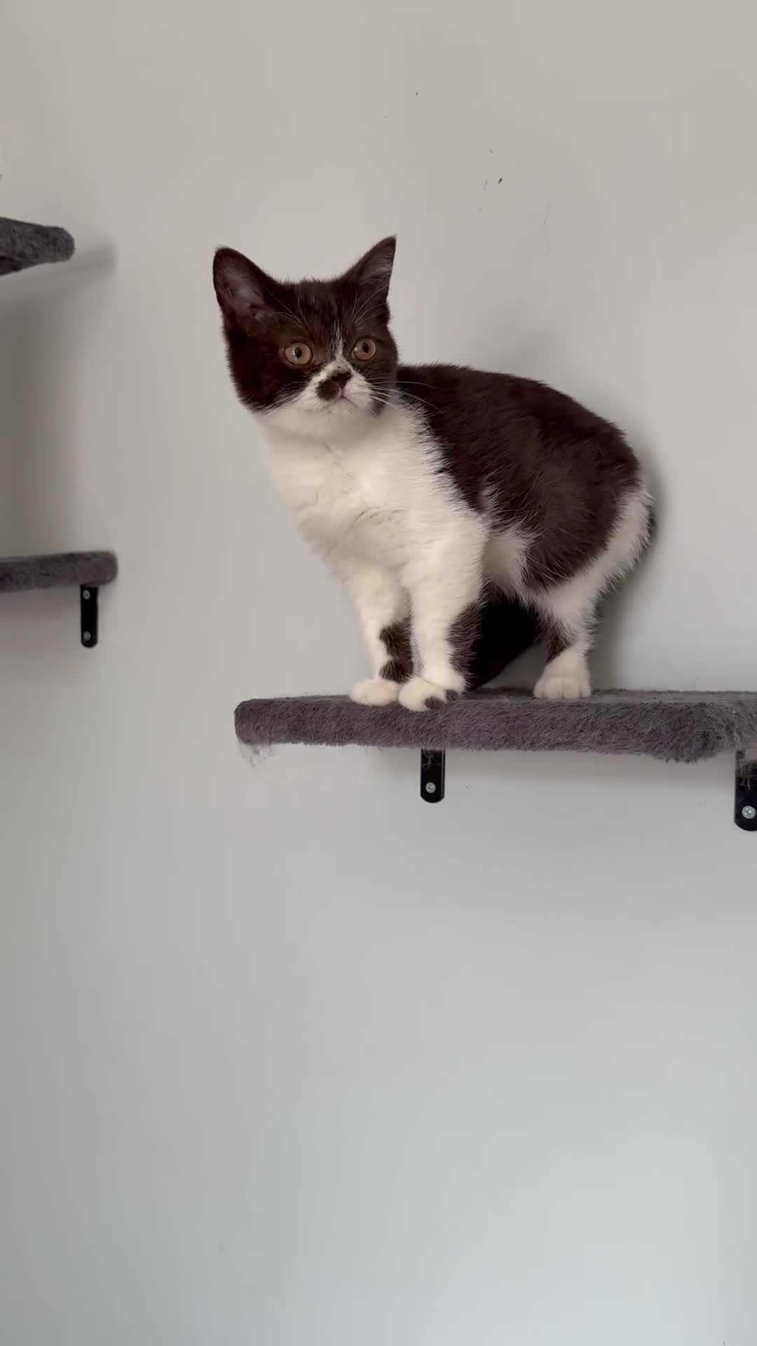 British Shorthair cats for sale: BSH GCCF Active Registered champion lines - Video 1