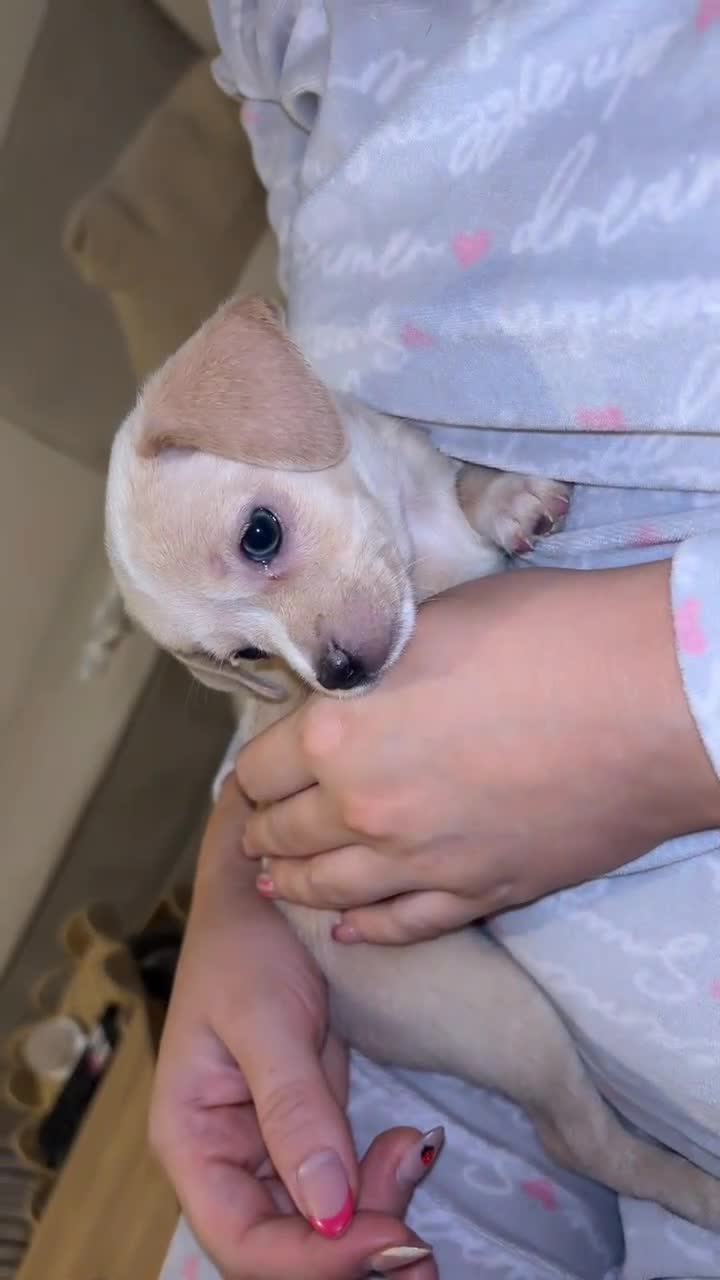 Chihuahua dogs for sale: Chihuahua boys long coat READY TO LEAVE NOW 💙 - Video 5
