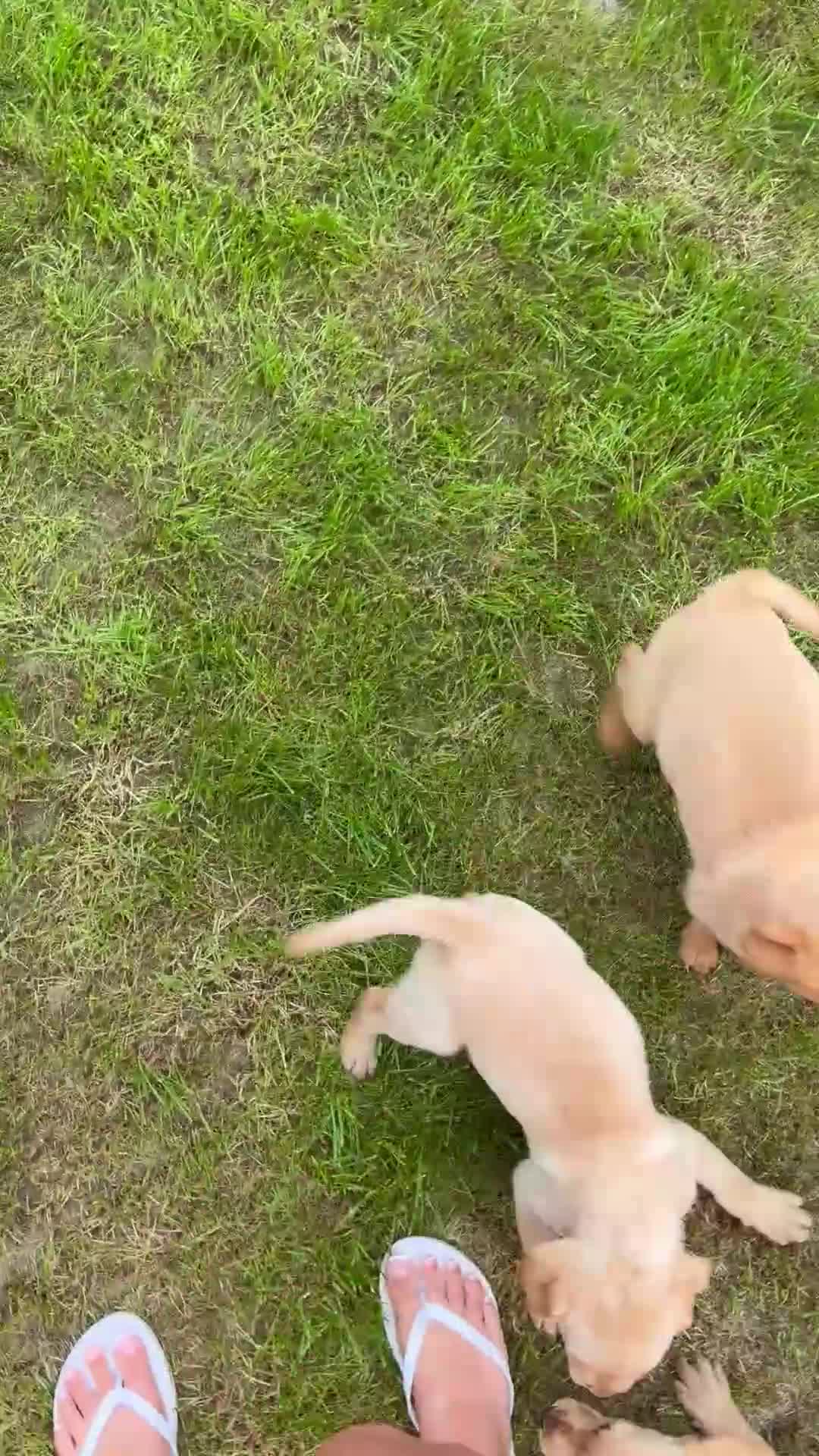 Labrador Retriever dogs for sale: Beautiful Labrador puppies - Video 1