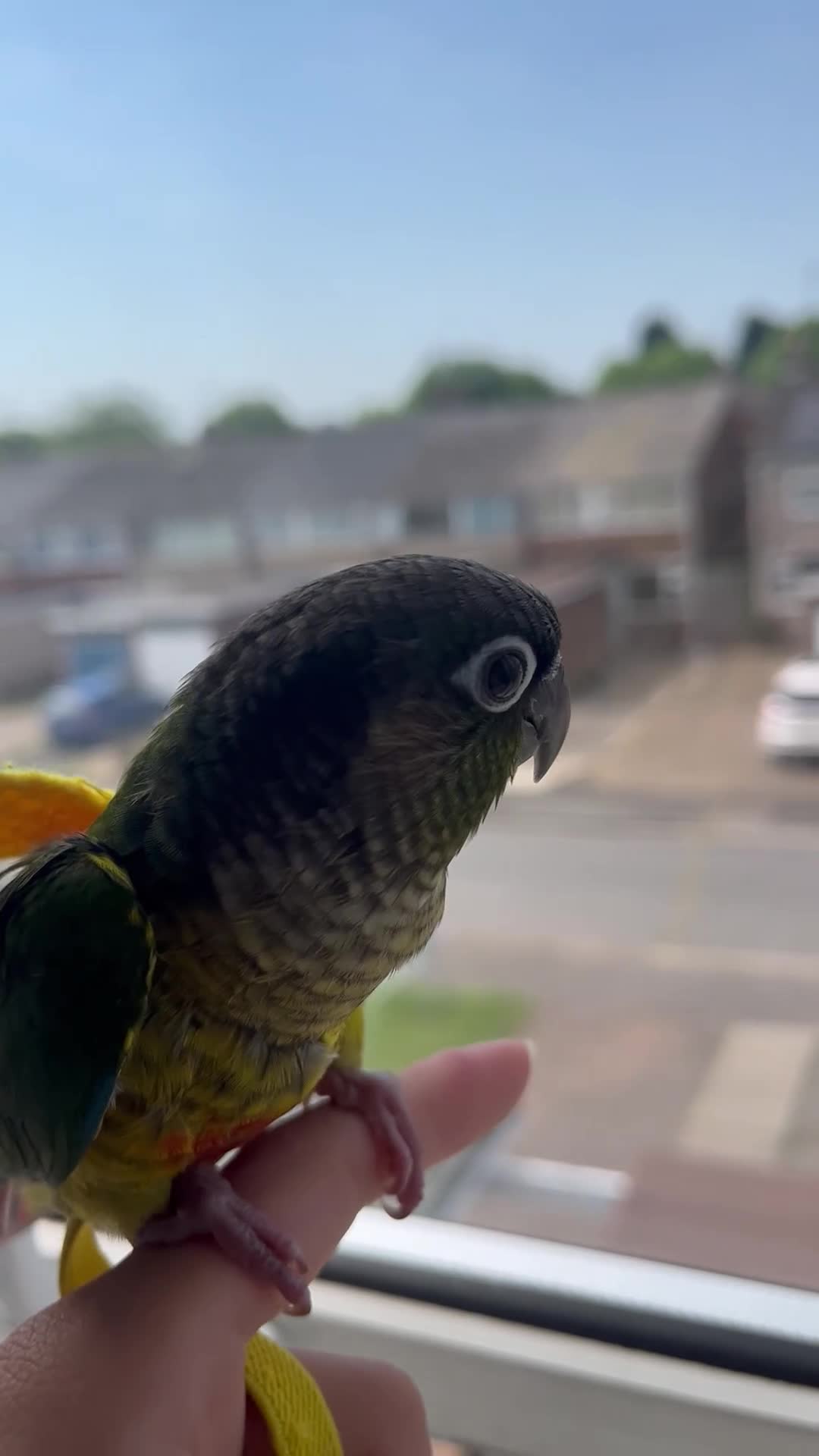 Conures birds for sale: Mr meto - Video 1