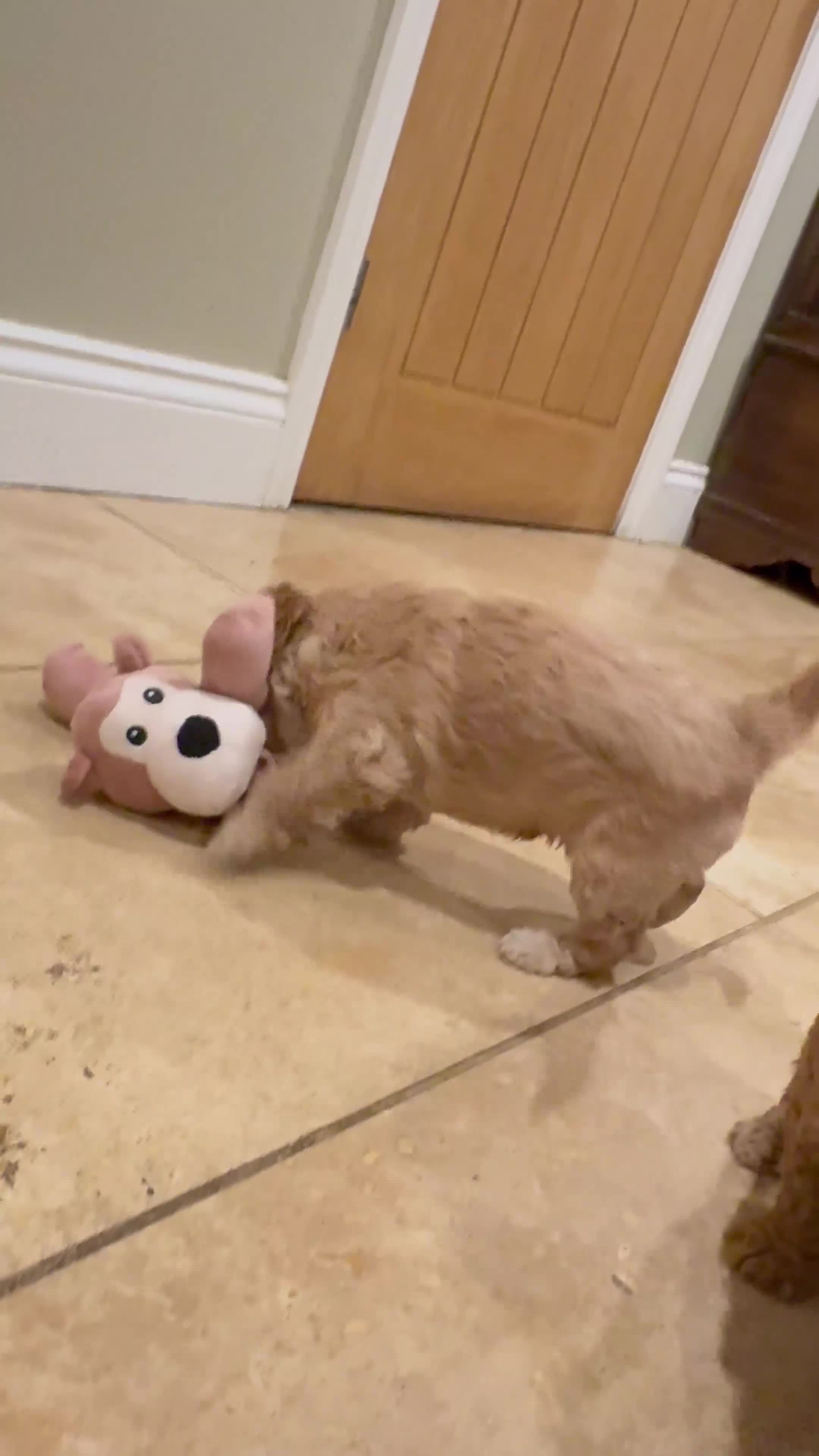 Mini Goldendoodle dogs for sale: Goldendoodle Puppies F2– Therapy & Support Dog Mum - Video 1