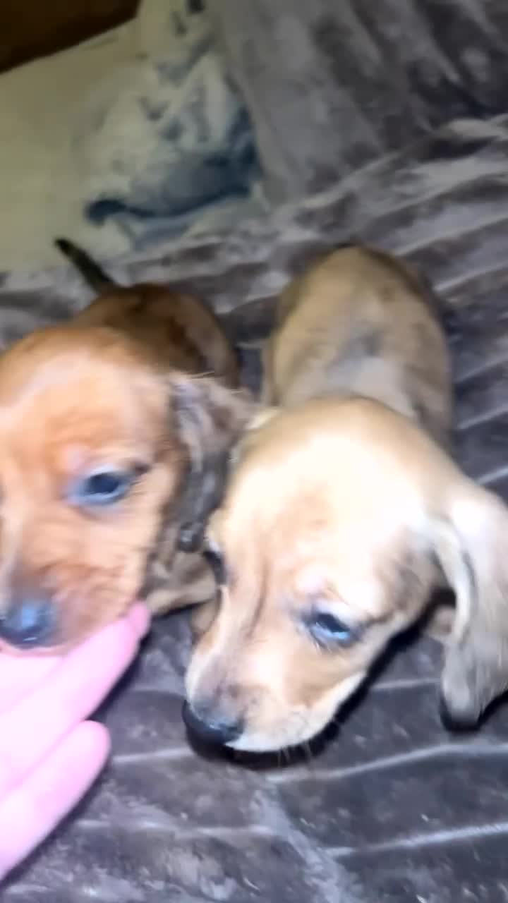 Miniature Dachshund dogs for sale: Dachound puppy’s - Video 1