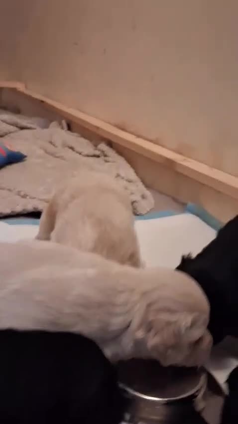 Bordoodle dogs for sale: Gorgeous Bordoodles in Plymouth - Video 1