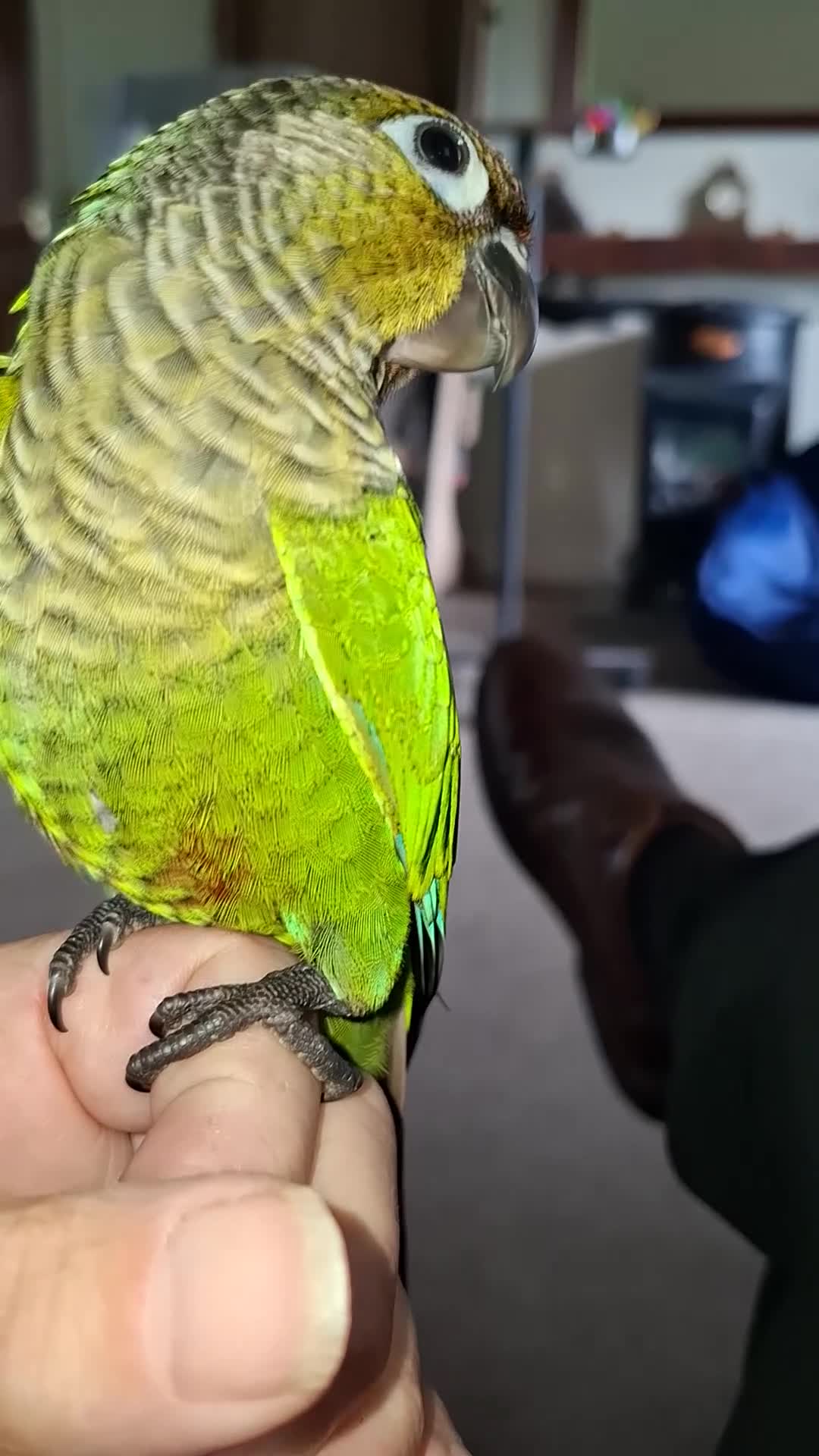 Conures birds for sale: Hand reared greencheek conures  - Video 1
