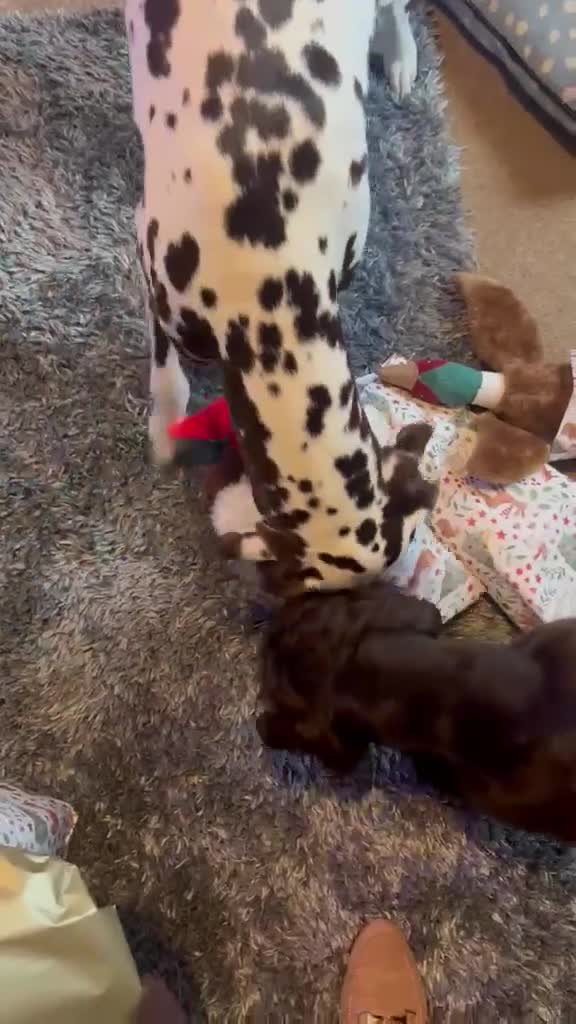 Dalmatian dogs for sale: Liver and white Dalmatian - Video 3