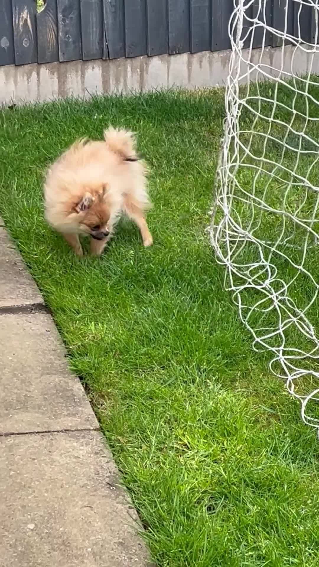 Pomeranian dogs for sale: Male Pomeranian puppy - Video 1