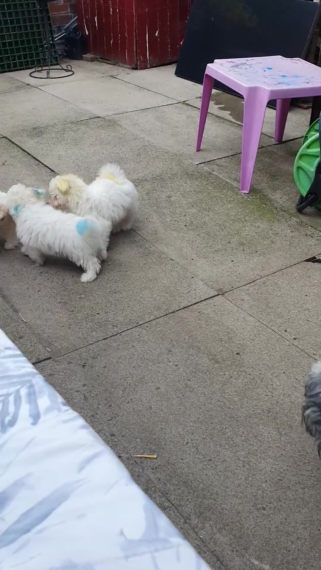 Havanese dogs for sale: Extra mini Havanese x Maltese puppies - Video 2