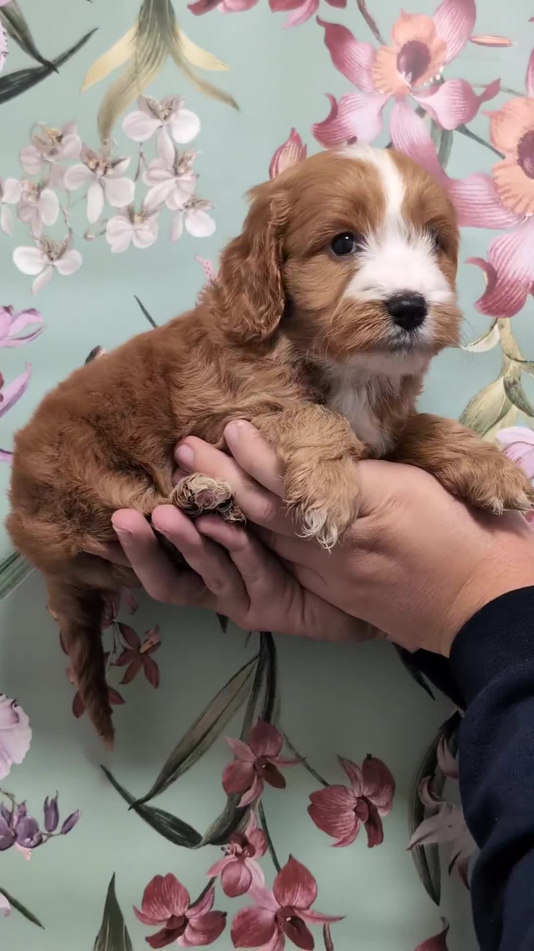 Cockapoo dogs for sale: Show type Cockapoos DNA CLEAR  - Video 2