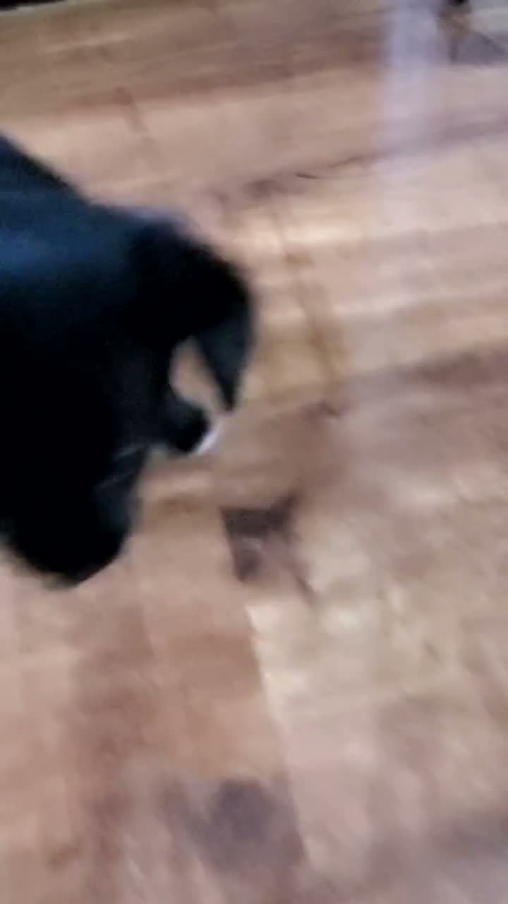 Pomchi dogs for sale: Bruce  - Video 1