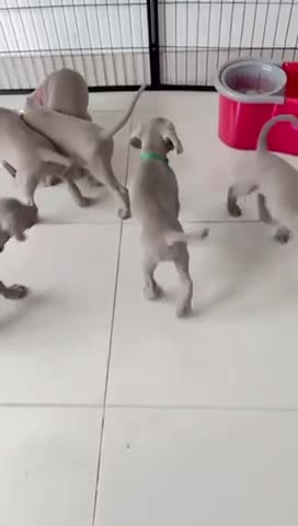 Weimaraner dogs for stud: KING KAISER in Manchester - Video 2