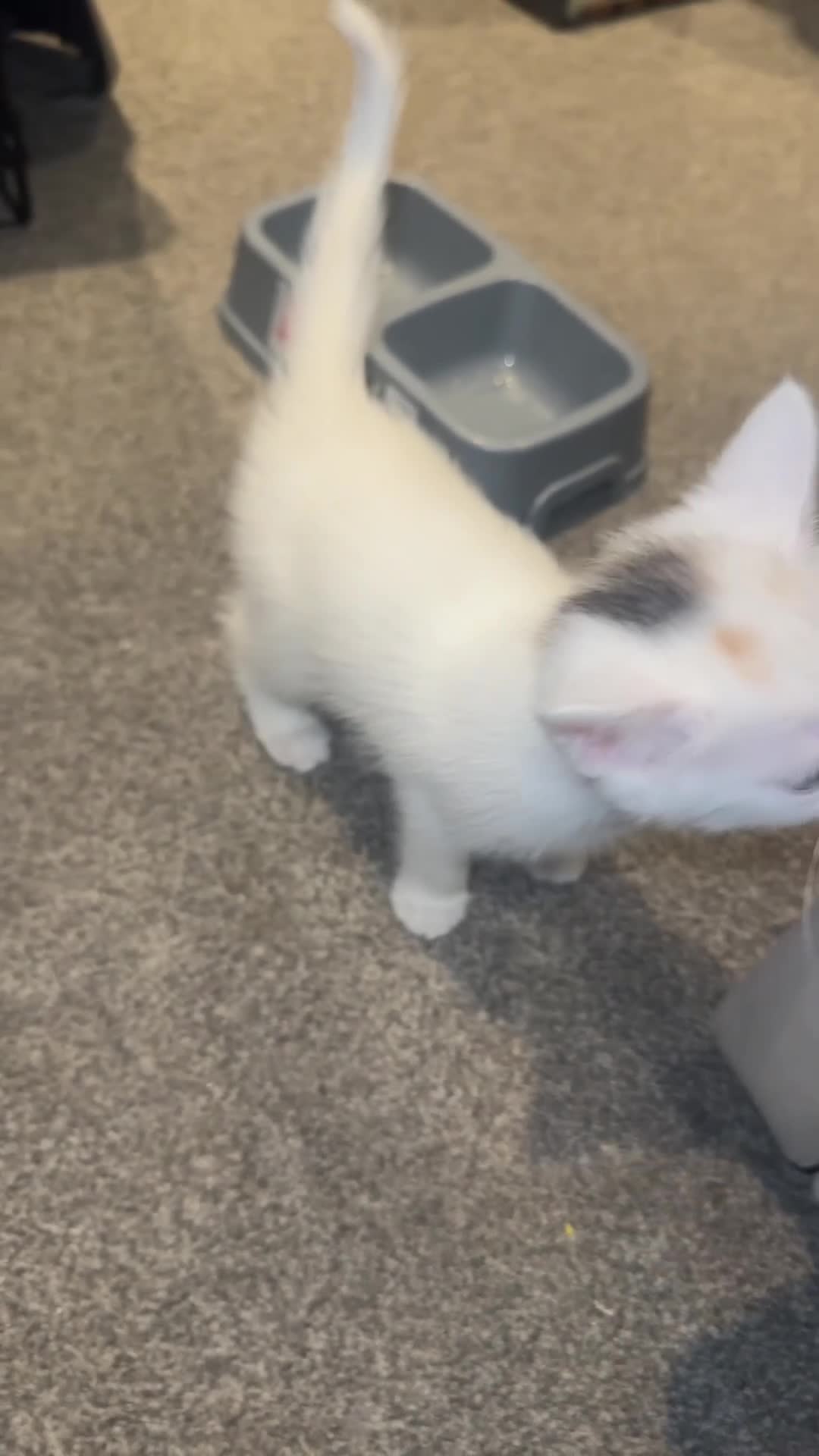 British Longhair cats for sale: Kittens looking for forever home  in South Croydon - Video 2