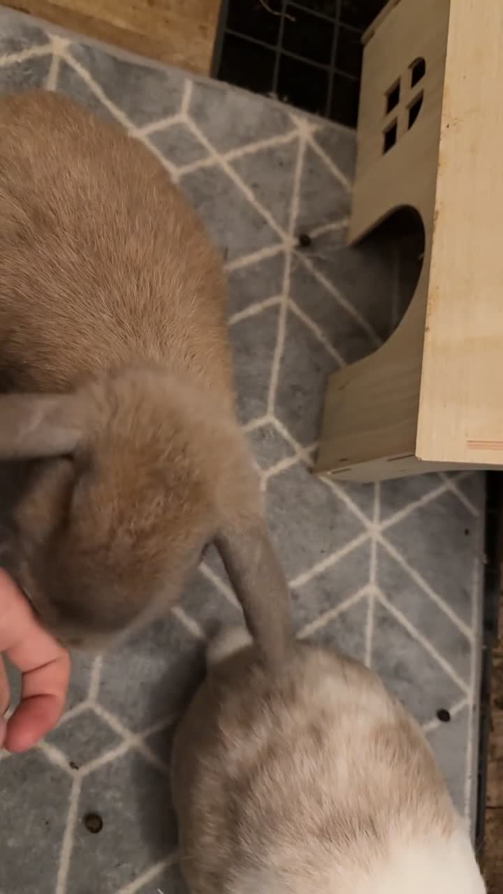 Mixed Breed rabbits for sale: For stunning rabbits looking for a new home  - Video 1