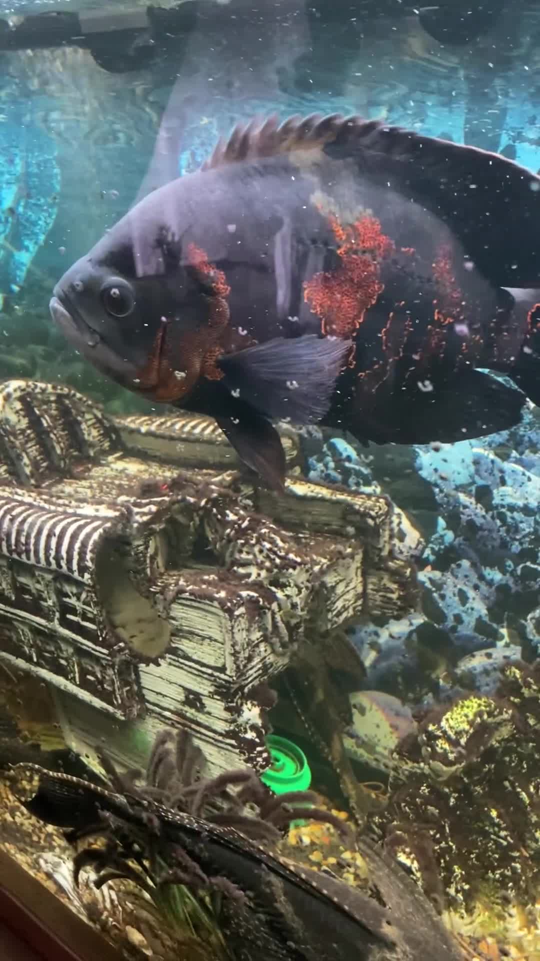 Cichlids fish for sale: Tiger Oscar fish  - Video 1