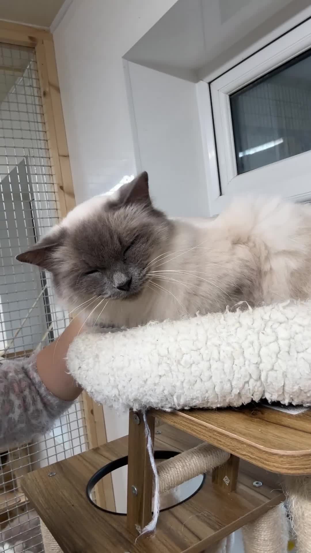 Ragdoll cats for sale: Beautiful GCCF registered ragdoll retired queen  - Video 2
