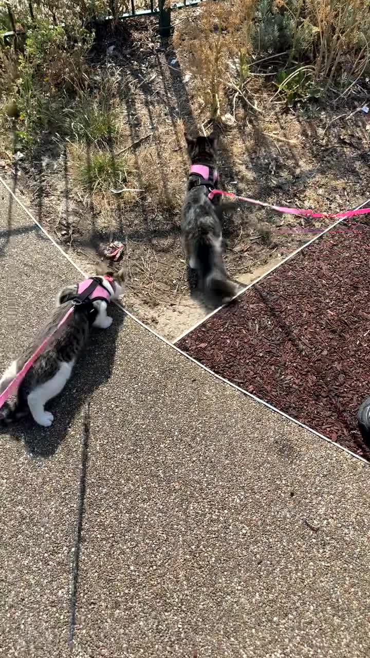 Mixed Breed cats for sale: URGENT HOME FOR MOUDI AND FLUFFY  in London - Video 2