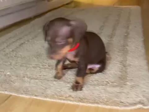 Dachshund dogs for sale: 2 Mini dachshund girls left - Video 1