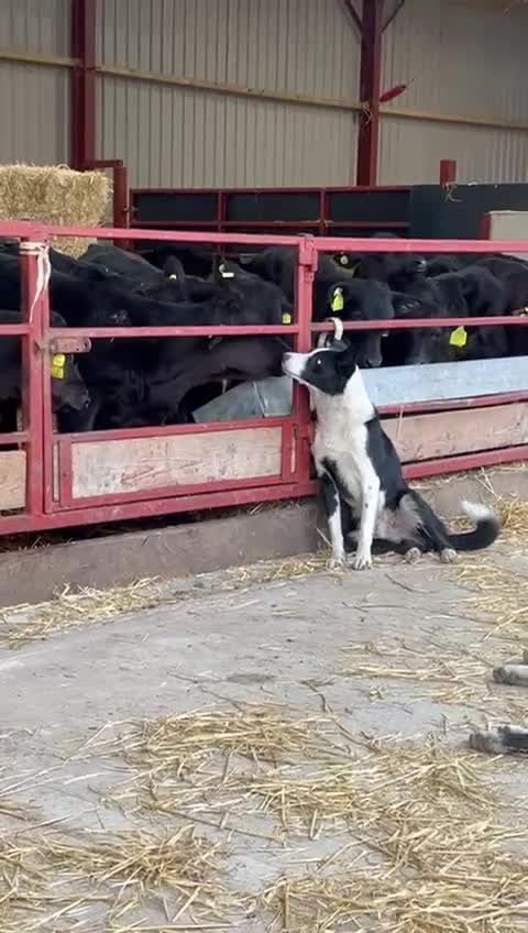Border Collie dogs for sale: 1.5 year old Border collie  - Video 1