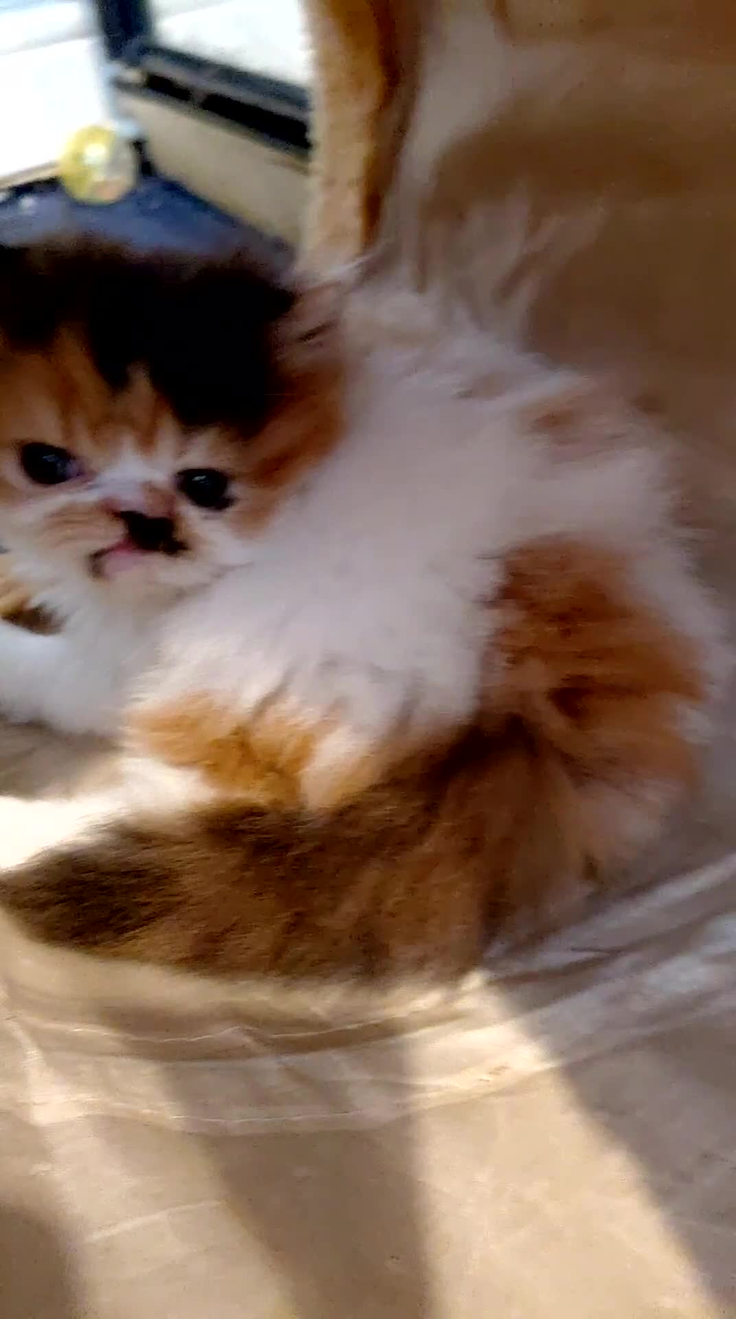 Persian cats for sale: Persian babies  - Video 1