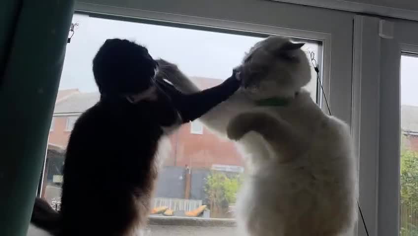 Ragdoll cats for sale: Ragdoll Persian X kittens  - Video 1