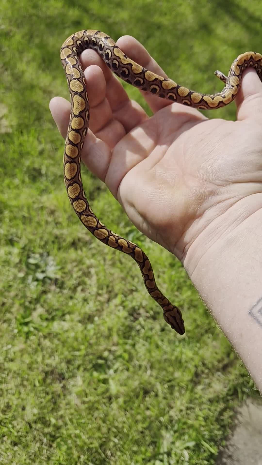 Boa Snake reptiles for sale: Young Brazillian Rainbow Boa - Video 1