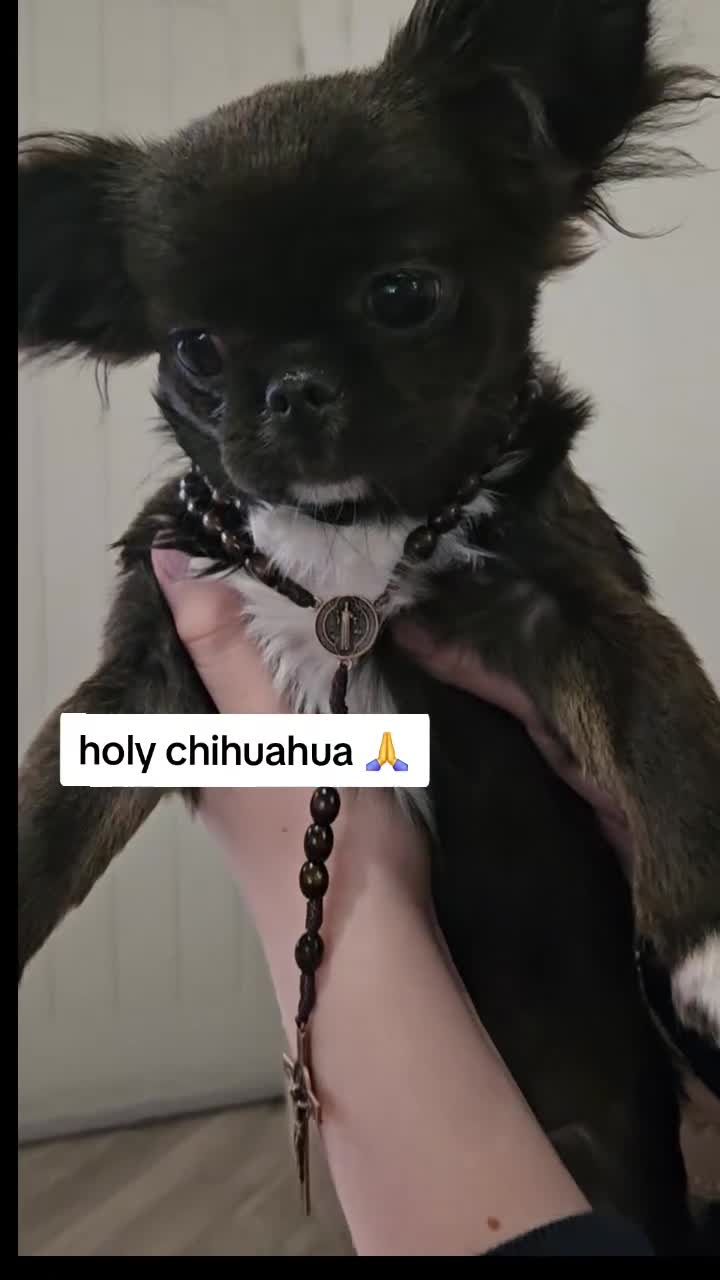 Chihuahua dogs for sale: Kennelclub licensed breeder, longhair chihuahua  - Video 2