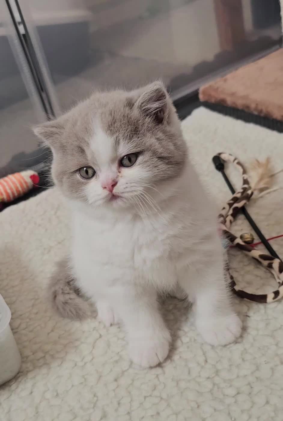 British Shorthair cats for sale: Lilac & White Harlequin Active Boy - Video 1