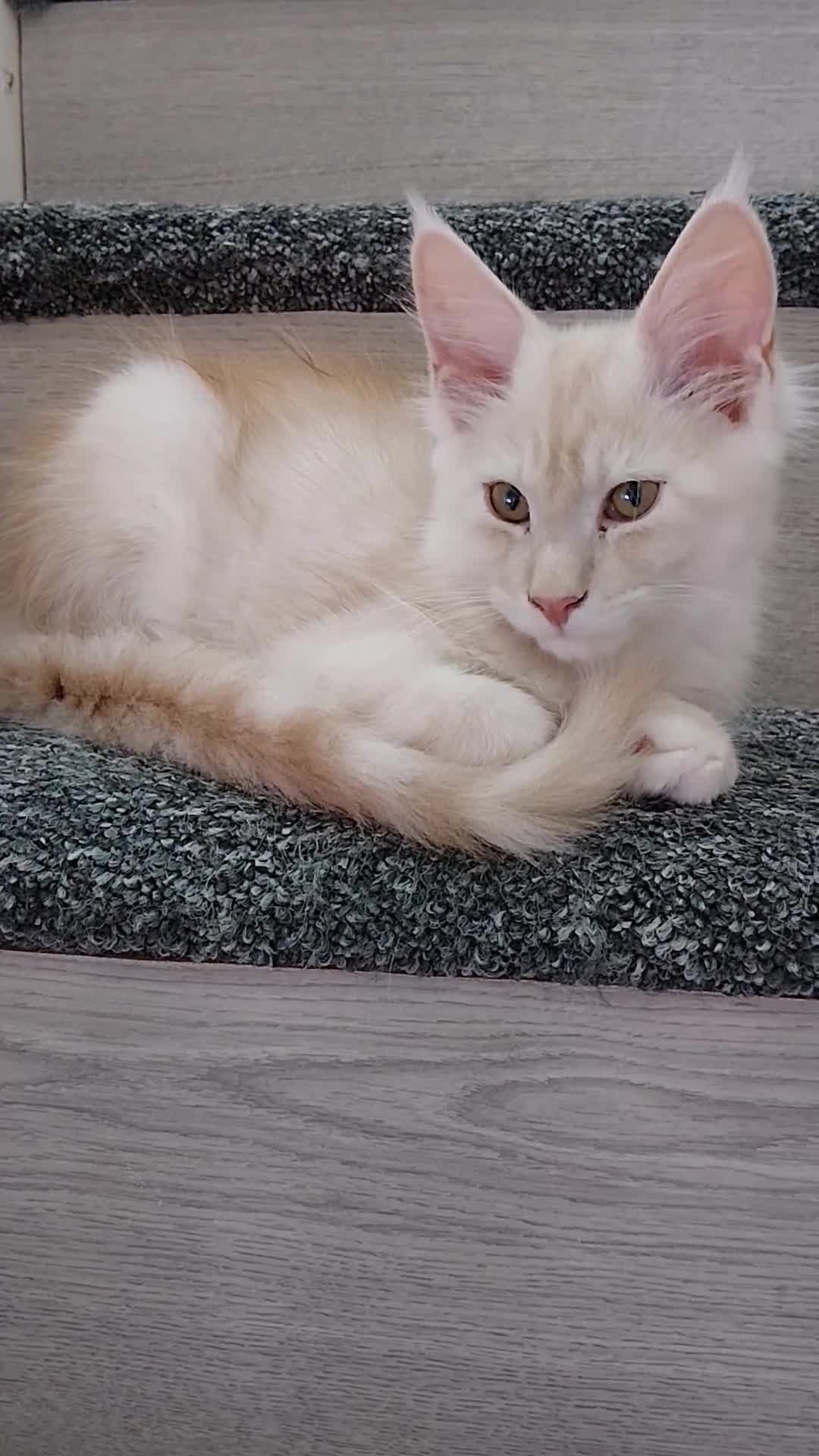 Maine Coon cats for sale:  RARELY LION KING - Video 2