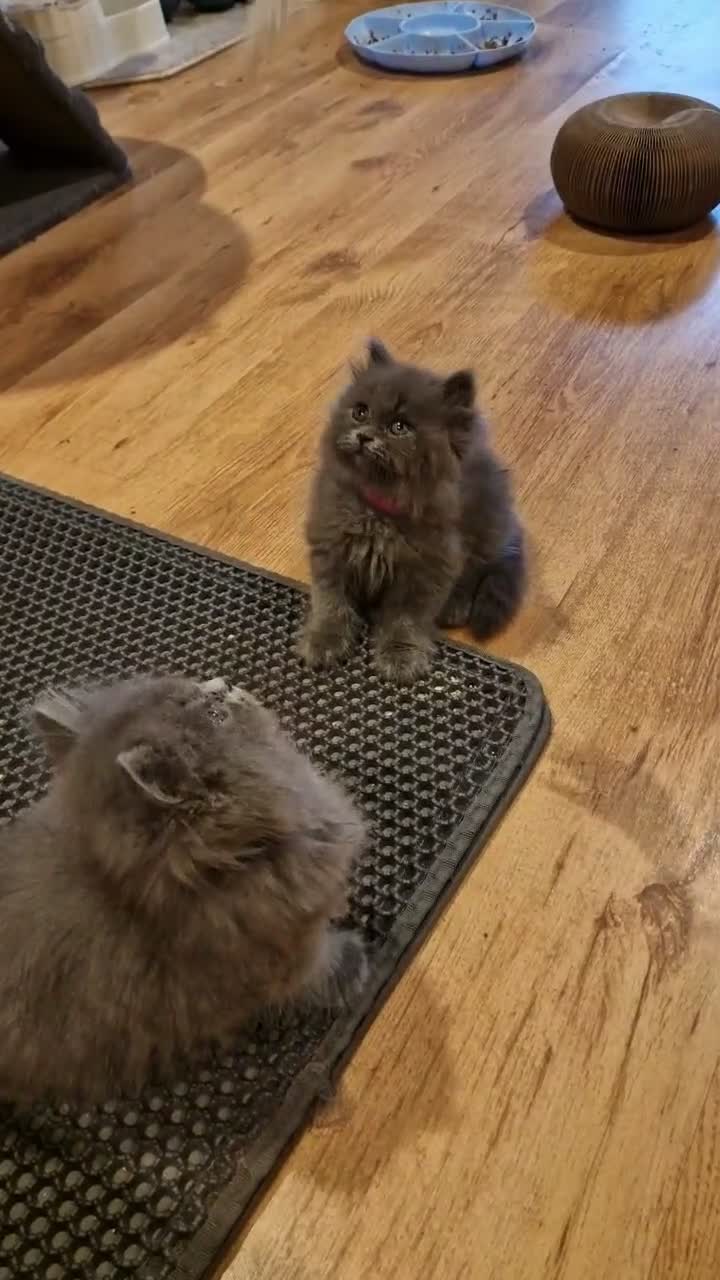 British Longhair cats for sale: Adorable British Blue longhair kittens - Video 1