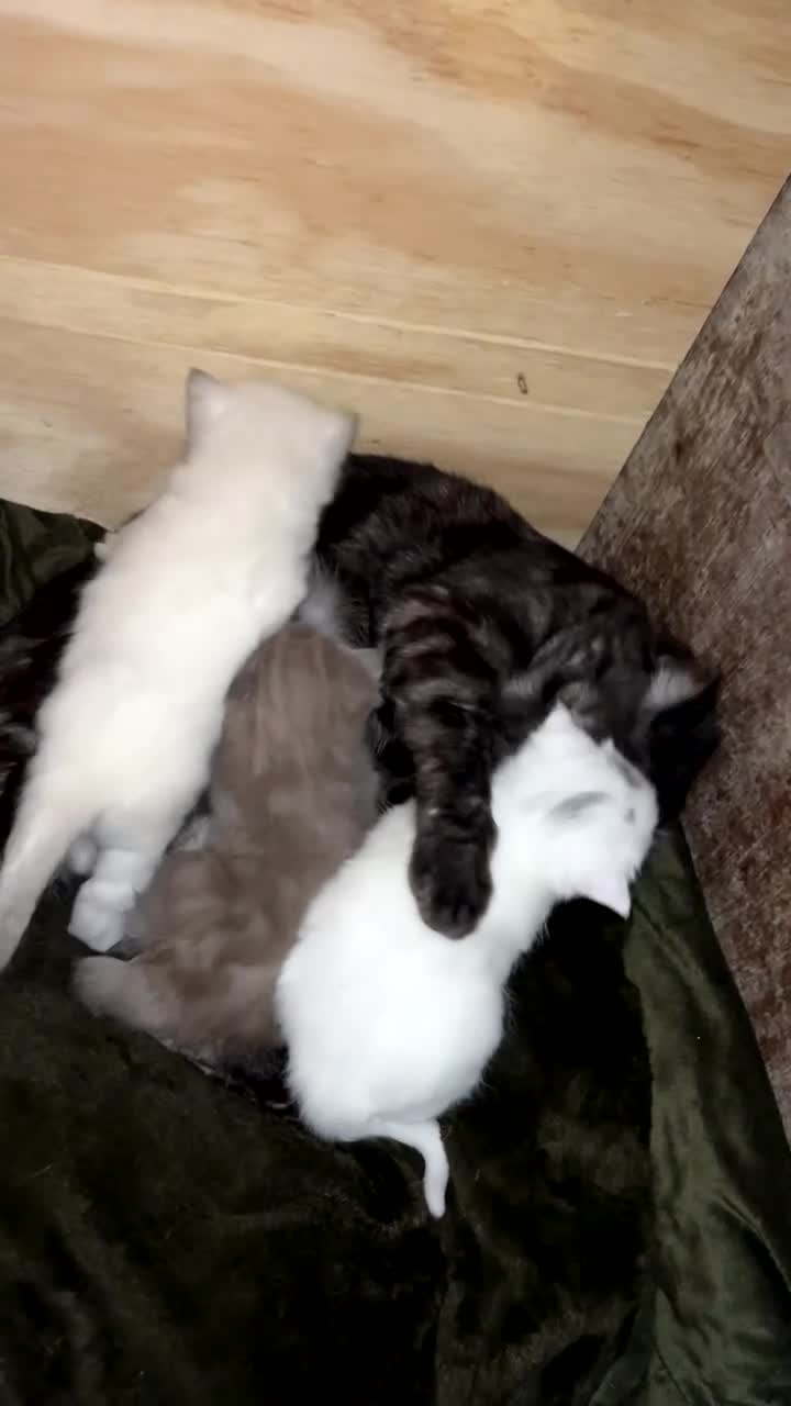 British Shorthair cats for sale: BRITISH SHORT HAIR X KITTENS  - Video 1