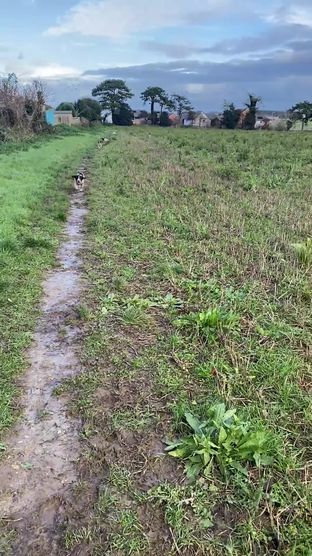 English Springer Spaniel dogs for sale: English Springer Spaniels - Video 2