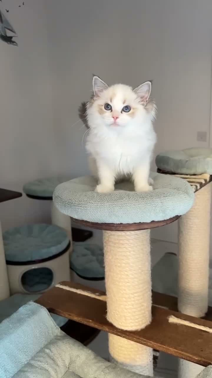 Ragdoll cats for sale: TICA register kittens - Video 1