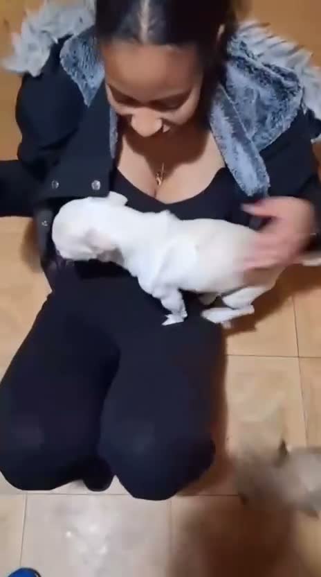 Chihuahua dogs for sale: Benny male chihuahua  - Video 1