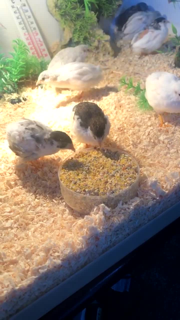 Quail poultry for sale: Chinese painted quail hatching eggs in Bradford - Video 5