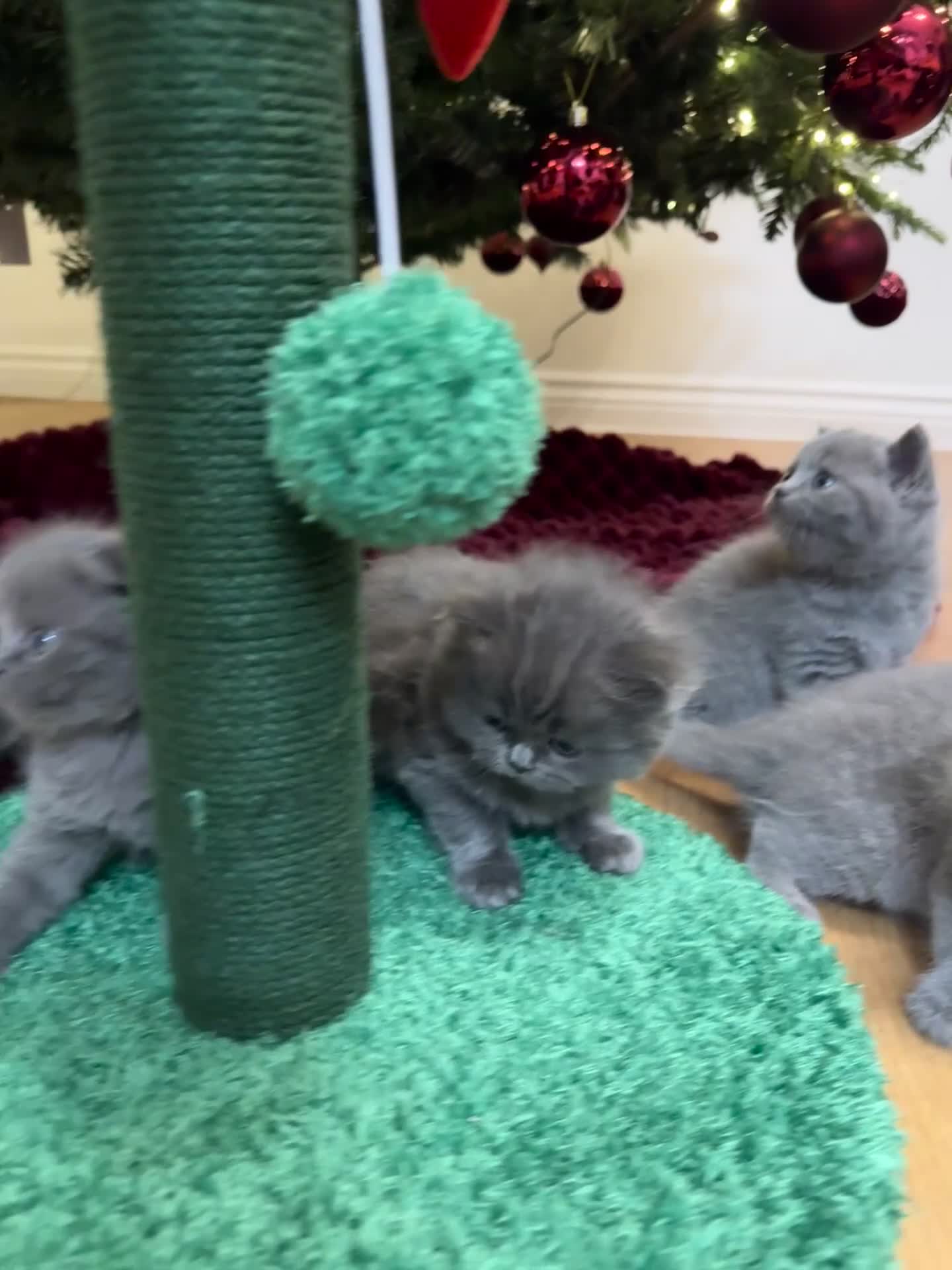 British Shorthair cats for sale: 6 stunning British Shorthair kittens  - Video 2