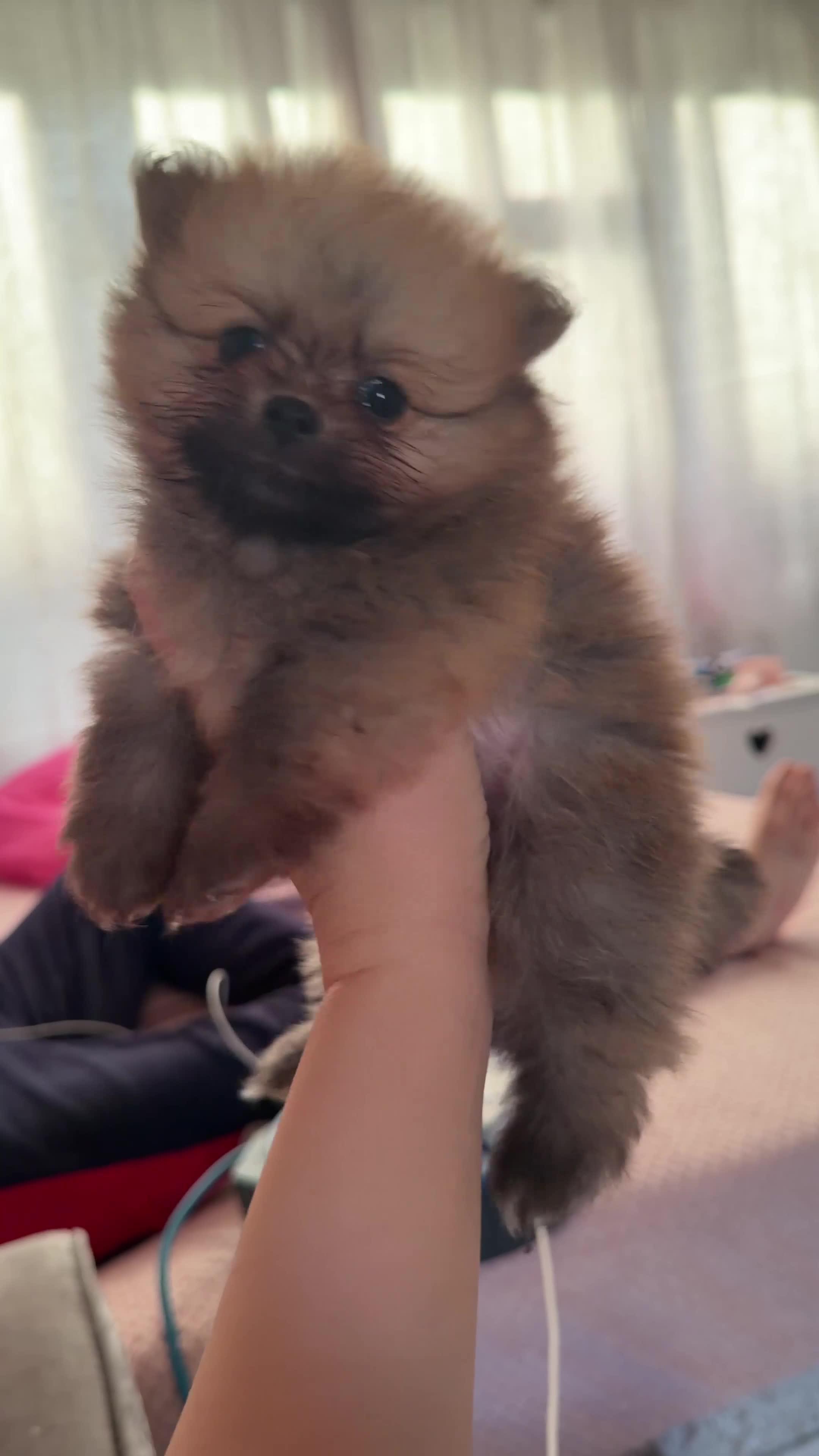 Pomeranian dogs for sale: Fluffy Pomeranian Boys Full of Love  - Video 2