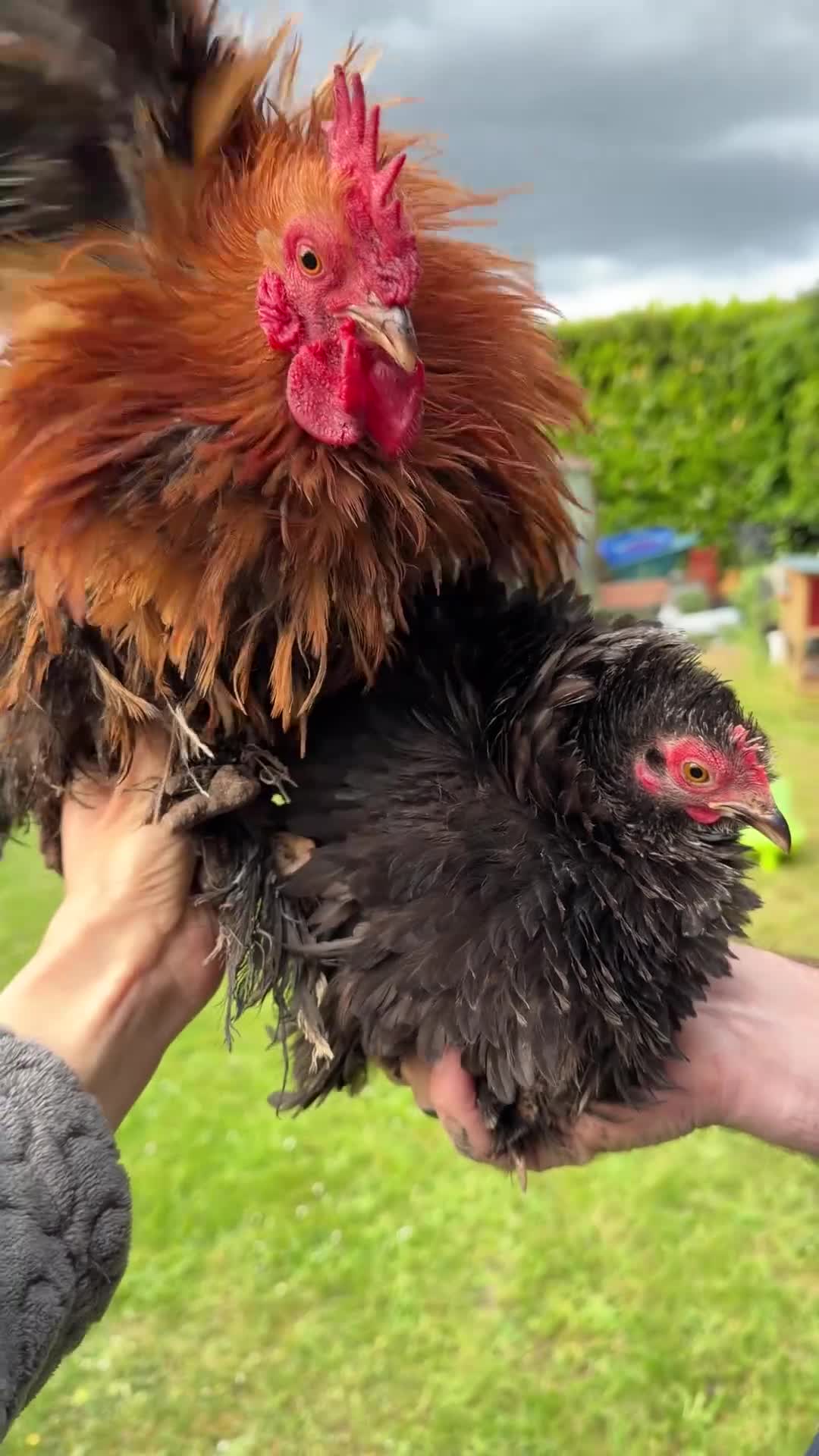 Chickens poultry for sale: Rare Frizzle Pekin Cockerel - Video 1